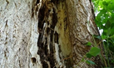 Két, az élet- és vagyonvédelmet veszélyeztető fát vágtak ki a Pazonyi téren, tízet ültetnek helyettük