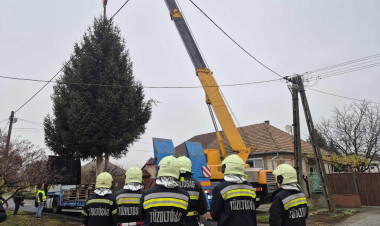 Érkezik a város fenyőfája! – A Nyitra utcán kivágták, délutánra mára Kossuth téren áll
