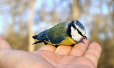 Madárkarácsonyra várják a természetbarátokat a Sóstói-erdőben