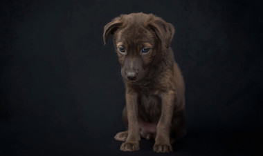 Ne ajándékozzunk élő állatot karácsonyra – figyelmeztet az Orpheus Állatvédő Egyesület