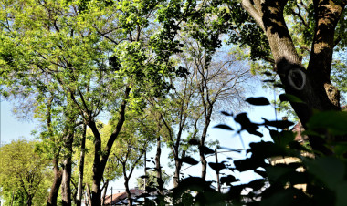 Tájékoztató a helyi védett természeti értékek 2025. évi felülvizsgálatáról