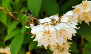 Határokon átnyúló összefogás a beporzók védelméért – rendezvény a könyvtárban