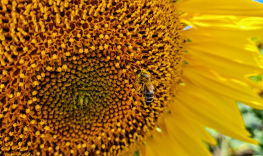 Meg kell védeni a beporzó rovarokat - 300 rovarhotelt is kihelyeztek