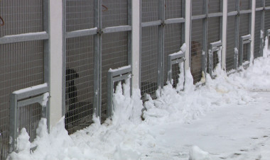 Farkasordító hideg – Hogyan tartsuk biztonságban négylábú barátainkat?