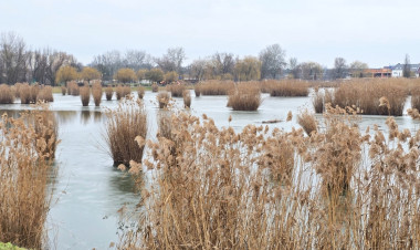 Tájékoztatás a Bujtosi Városligetben zajló nádvágási munkálatokról