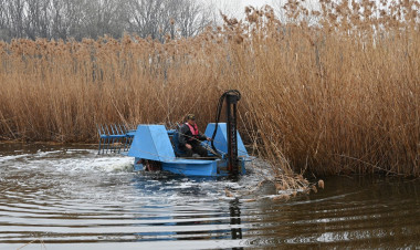 Nádvágás – Megkezdődött a Bujtosi Városliget szépítése