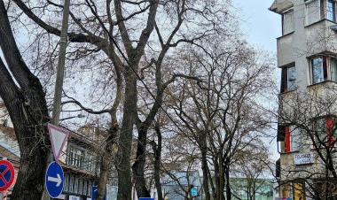 Faápolási munkálatok kezdődnek a Dózsa György utcán