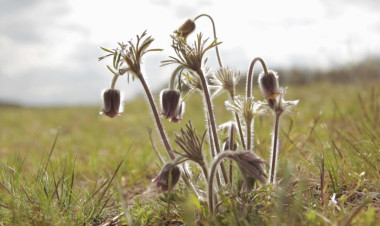 Természetfilmet mutatnak be a Nyírség élővilágáról a Nyíregyházi Egyetemen