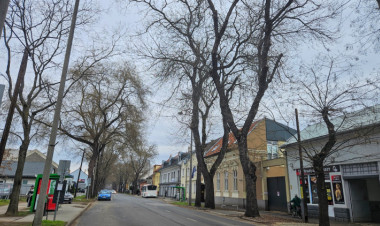 Faápolási munkálatok – A japánakácok alakítását végzik a Dózsa György utcán