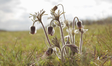 Filmbemutató az egyetemen – ilyen a Nyírség egy fiatal szemével