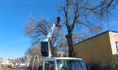 Ilyen van? - Egy fa okozott gázszivárgását, azonnal lépni kellett