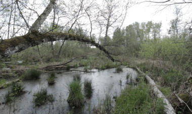 Filmre vitte a Nyírség rejtett szépségeit – Farkas Levente a Sziesztában mesélt természetfilmjéről