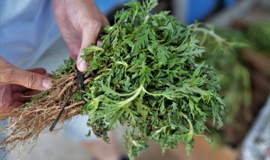 Elkezdődött az allergiaszezon – Jelenleg az éger és a mogyoró virágzása okoz kellemetlen tüneteket