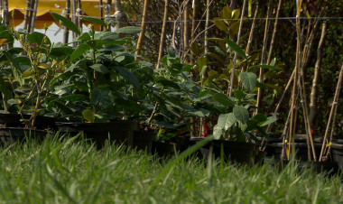 Közel 200 lakossági pályázat érkezett a NYÍRVV februári városszépítő akcióira