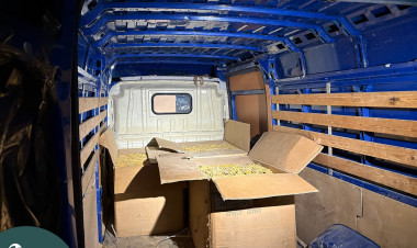 Napokig parkolt a gyanús furgon – több mint fél tonna dohánylevelet talált a NAV