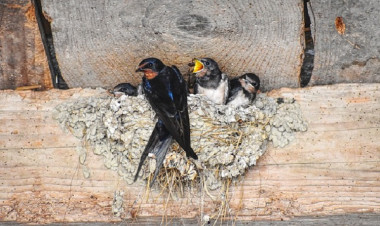 Sárgyűjtőhelyekkel segíthetjük a fecskéket az aszályos tavaszon