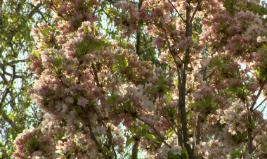 Allergia – Az influenza után a pollenek támadnak