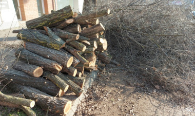 Faápolási munkák miatt korlátozások lesznek a Sólyom közben