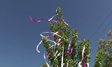 Szedd magad a májusfát! – Idén is sok legényt vár a Nyíregyházi Erdészet