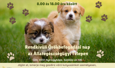 Rendkívüli örökbefogadási napot tartanak Nyíregyházán