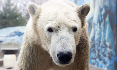 Elpusztult Lloyd, a Nyíregyházi Állatpark ikonikus jegesmedvéje