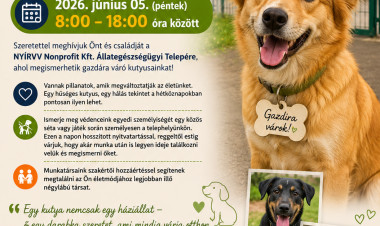 Rendkívüli örökbefogadási napra várják a kutyabarátokat Nyíregyházán