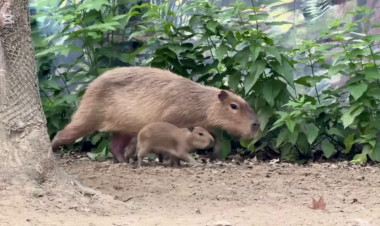 Kapi-babák – Először születtek kapibara bébik a Nyíregyházi Állatparkban