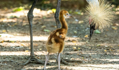 Új lakóval gyarapodott a Nyíregyházi Állatpark – szürkenyakú koronásdaru-fióka kelt ki