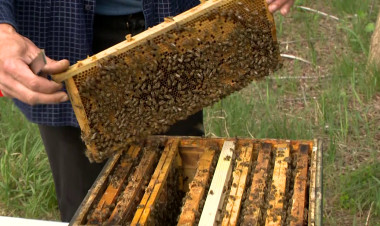 Pergettek – Közepes akácszezont zártak a méhészek