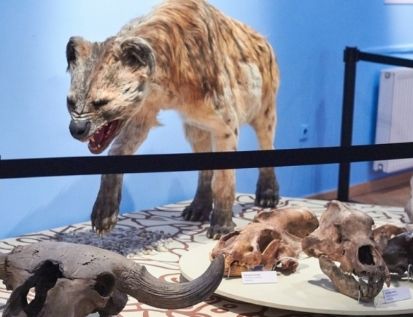 Állatábrázolások az őskőkorban - előadás a Jósa András Múzeumban