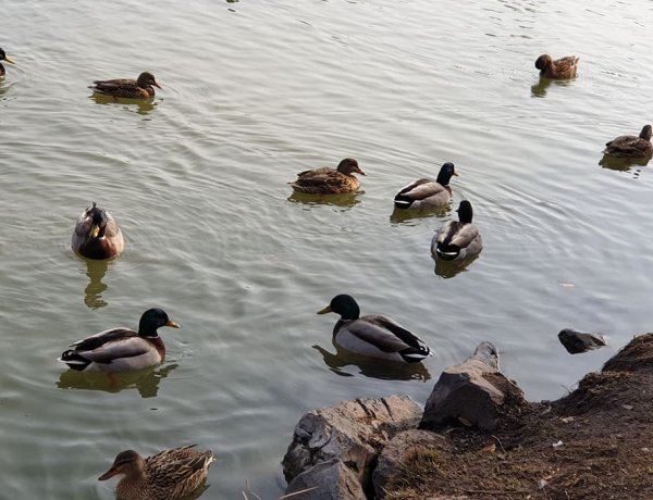 Boldogan fürdőznek a kacsák a Sóstói tavon - Ébredezik a természet