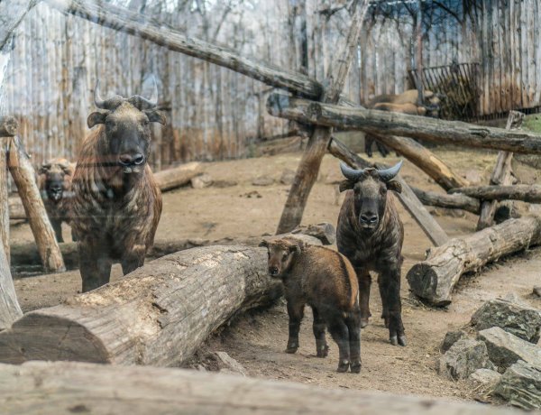 Újabb szenzáció a Nyíregyházi Állatparkban – A takinbébik köszönik jól vannak!