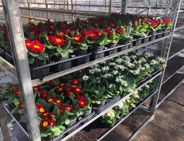 Virágültetés a nemzeti ünnep alkalmából – A NYÍRVV munkatársai már választottak virágot!