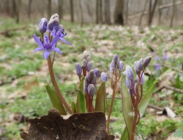 Csillagvirág-számlálás a Sóstói-erdőben – Minden érdeklődőt várnak március 23-án!