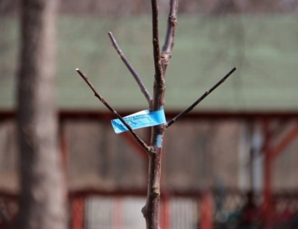 Fásítási program - Közel kétszáz pályázat érkezett a NYÍRVV-hez