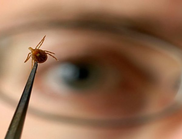 Elkezdődött a kullancsszezon - az apró paraziták súlyos betegségek okozói lehetnek