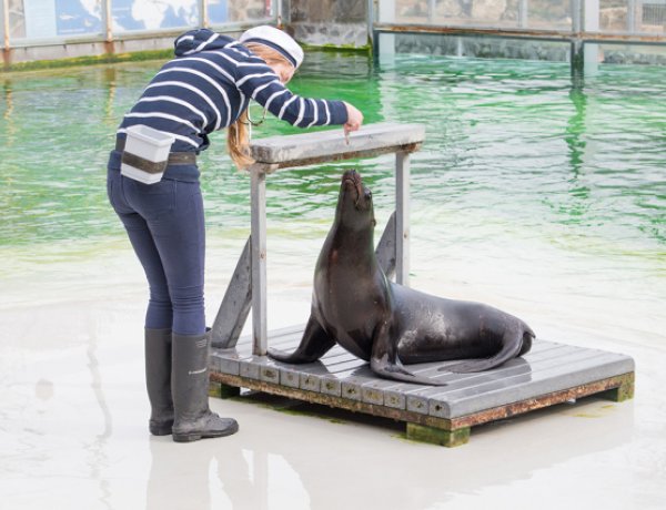 Kaliforniai oroszlánfókával gyarapodott a Nyíregyházi Állatpark