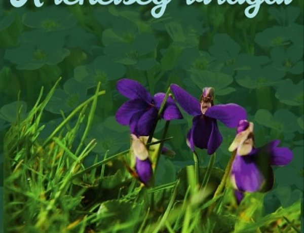 Alkotó tagtársak - 26. rendezvény a Móricz Zsigmond könyvtárban