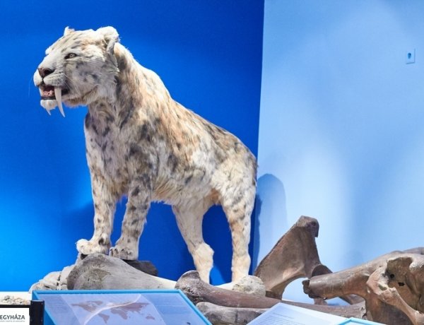 Jégkorszak március 31-éig Nyíregyházán, a Jósa András Múzeumban