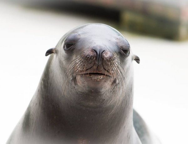 Adj nevet a Nyíregyházi Állatpark kis fókájának – Ő lesz a fókashow új sztárja!