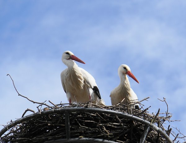 Több mint négyezer fészektartóval várja az E.ON a gólyákat – Érkeznek a költözőmadarak