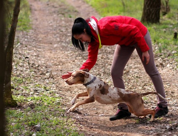 Leopárdkutyák Nyíregyházán! Személykeresés, terület-és romfelderítés Mirzával és Zorával