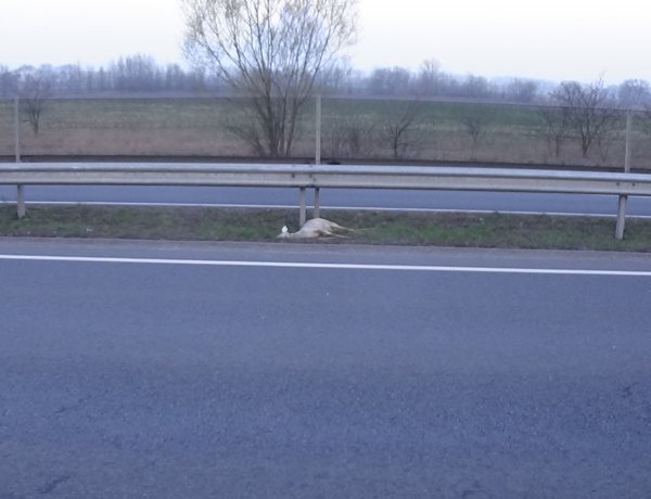 Vadbaleset történt Rozsrétszőlőnél, a sofőr elhagyta a gázolás helyszínét