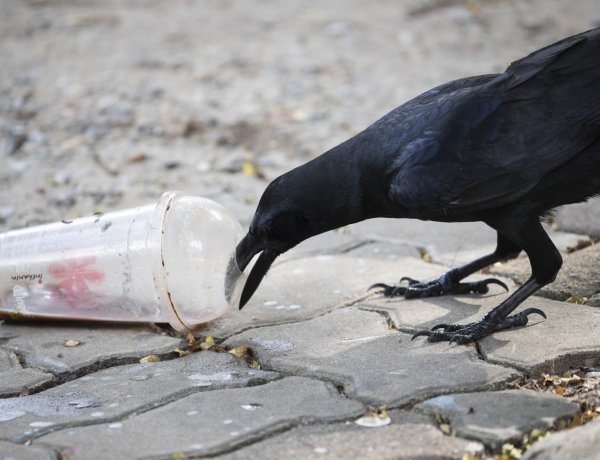 A műanyag evőeszközök, tányérok, szívószálak használatát betiltják