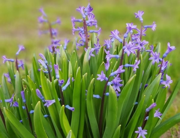 Szemetgyönyörködtető ahogy ébred a természet - Végre süt a nap és virágoznak a virágok