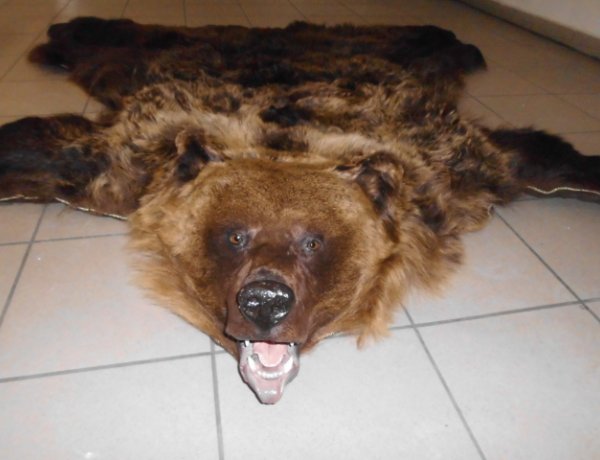 Medve a zsákban – Eljárást indítottak a Nemzeti Adó- és Vámhivatal munkatársai 