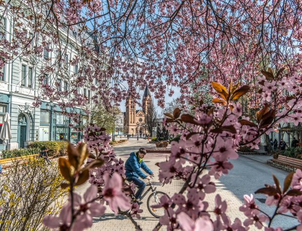 Virágba borult a belváros – Sétáljon egy nagyot Ön is Nyíregyháza főterén!