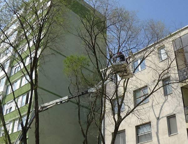 Favágási munkálatokat végeznek a NYÍRVV munkatársai a Kossuth utcán