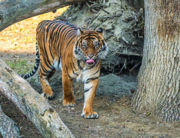 A Nyíregyházi Állatpark tigriseiről forgatott a Discovery stábja!