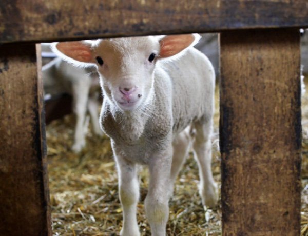 Nyolc méter mély kútba esett bárányt mentettek a kisvárdai tűzoltók!